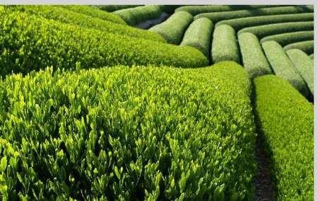  India asks Iran to review import tariff to make tea more competitive