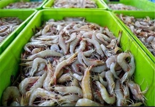  Iran to export caviar, shrimp to North America