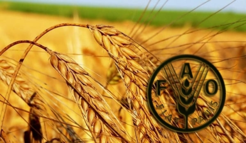 FAO: World cereal production in 2016 sets to 2521 mln tons 