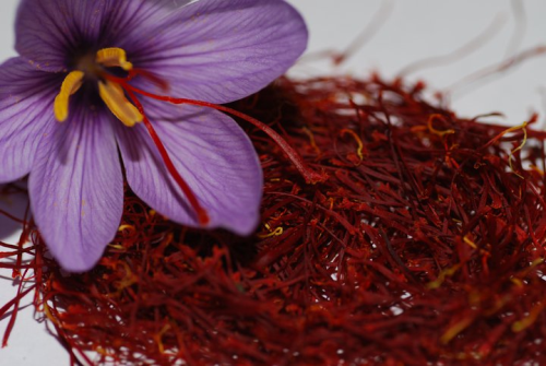  Dutch businessmen willing to produce saffron in Marand city