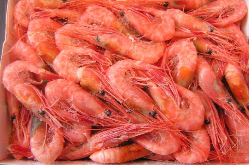  High quality Iranian shrimps exported to global market