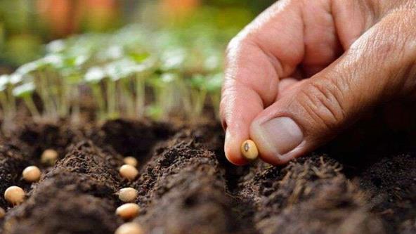  Introducing the Seed Certification System of Iranian Native and Local Cultivars to the World