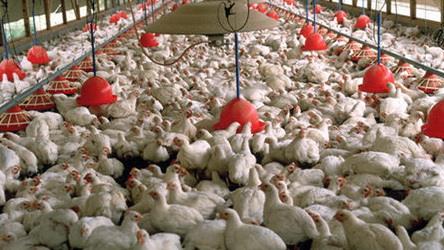  19 percent  Rise in Chicken Production