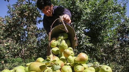  Iran Agricultural Exports Reach $5b in Six Months