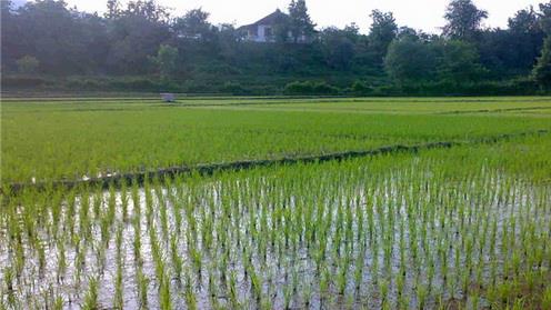  Iran: Rice Self-Sufficiency This Year