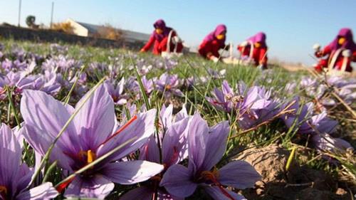  Iran accounting for 90 percent of world’s saffron output