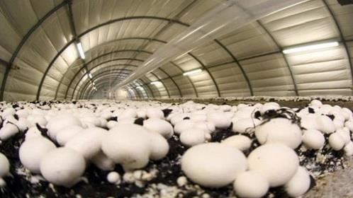  Iran’s Daily Mushroom Exports Hit 20 Tons