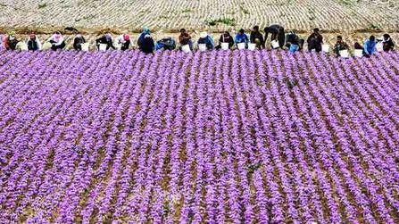  Iran Saffron Exports Reach $86 Million in 8 Months