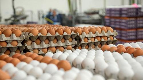  Iran exports 27,000 tons of egg to PG littoral states in 9 months