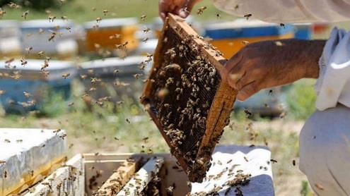  Iran Ranks Among Top Honey Producers in the World