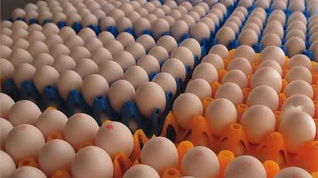  Ban on Egg Exports Lifted