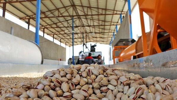  Pistachio Exports Top 35K Tons in 4 Months