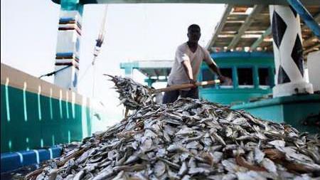  Seafood Exports Top $530m p.a.