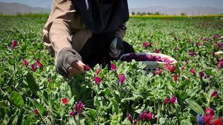 Iranian town produces five of rare medicinal herbs yearly 