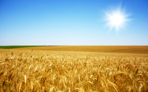  Iran`s wheat production reached 13.4 million tones
