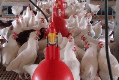 Expansion of cooperation between Iran and Emirates in livestock feed and poultry industry Head of animal livestock industry, poultry and fish: