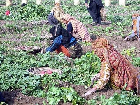Big potential exists for fresh food exports to Iran Pakistan's will to enter Iran's fresh food market