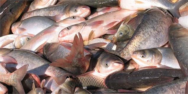  Annual fishery exports planned to reach $450-500m