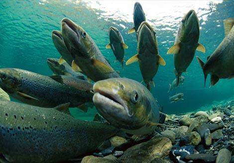  Poland willing to buy Iran’s whole trout output