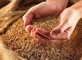  First Khuzestan wheat consignment loaded for Oman