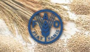  FAO: Iran to produce 25% more wheat this year