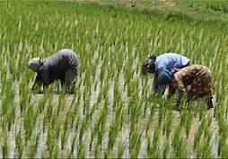  Iran produces 61% of central, western Asia rice