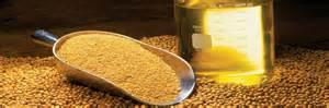  Iran, FAO to Kick-Start Joint Soybean Program