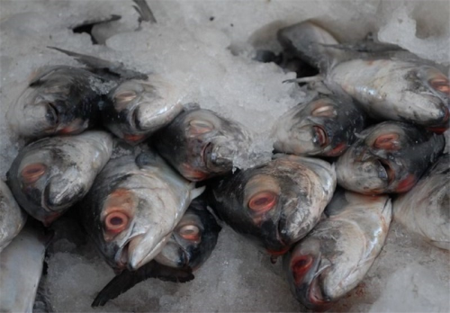 Iran Ready to Export Large Amounts of Seafood to Russia 