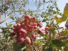  Unshelled Pistachio Exports