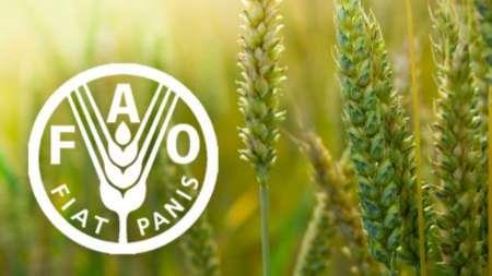  FAO food price index rises further in July