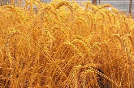 Iran bans wheat imports 