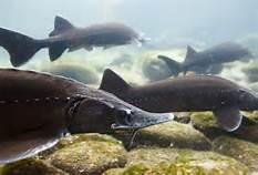  Iran biggest producer of sturgeon fish: Official