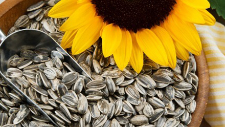 China Biggest Exporter of Sunflower Seeds to Iran 
