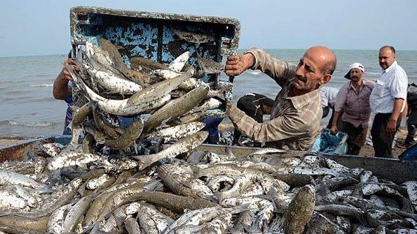 Iran Ups Fisheries Exports by 60 Percent 