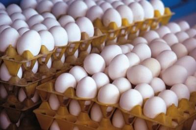 6,200 Tons of Eggs Exported in 3 Months 