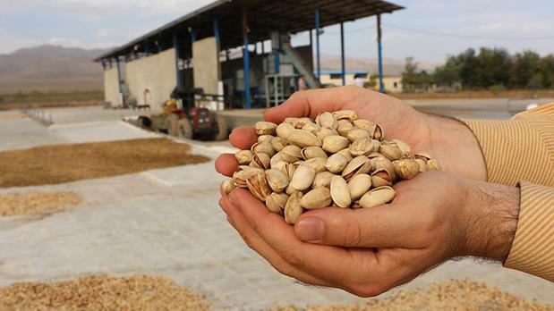 Iran beats US to take back top pistachio producer title 