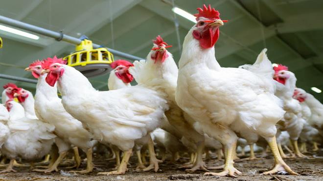  Hungary ready to maintain cooperation in poultry industry