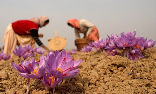 Iran anticipates saffron sales will soar after lifting of sanctions 