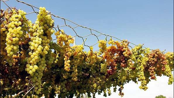 Imports of bananas in exchange for raisin exports 