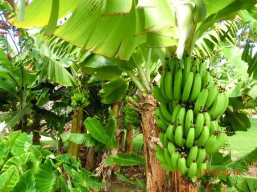 Banana imports to Iran reached 14 trillion rials 