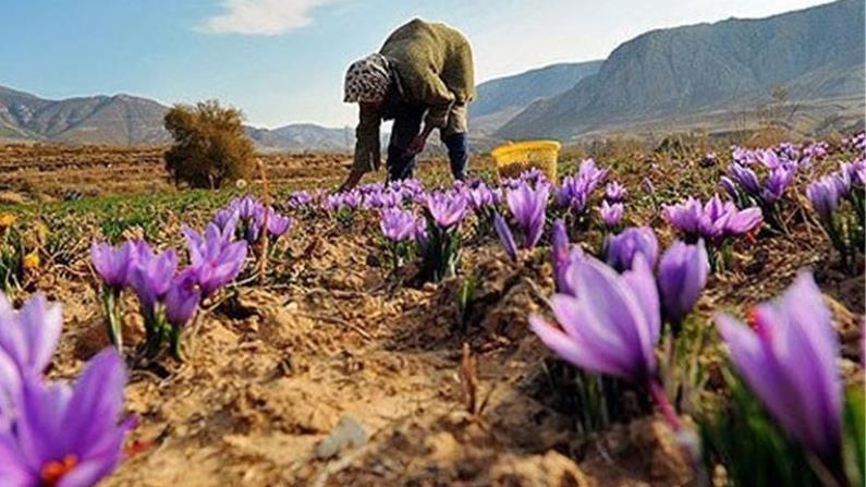  Khorasan Razavi Saffron Production to Exceed 250 Tons