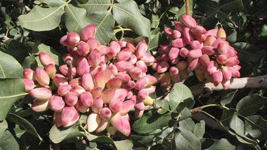  Iran, US Battle Over Pistachio Trade