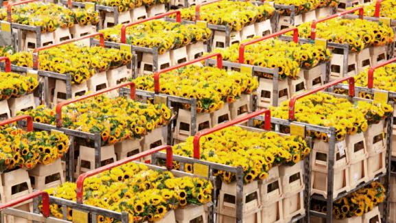  Iran’s Flower Industry Ready to Bloom Globally