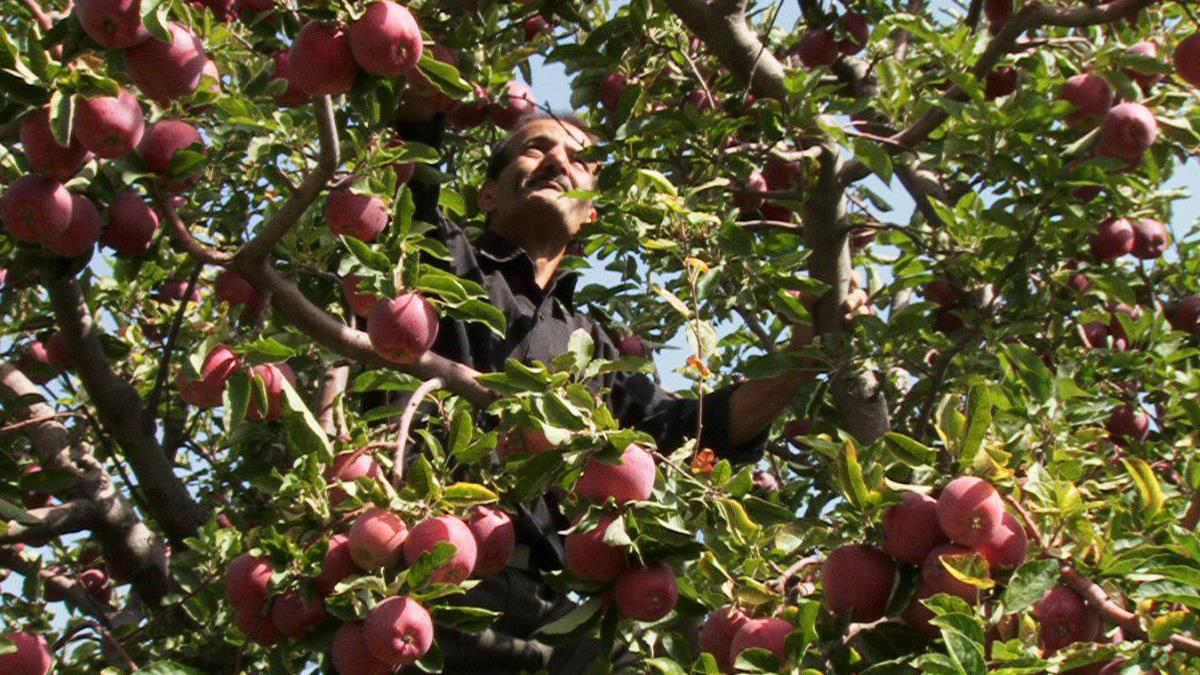  9 percent rise expected in apple production