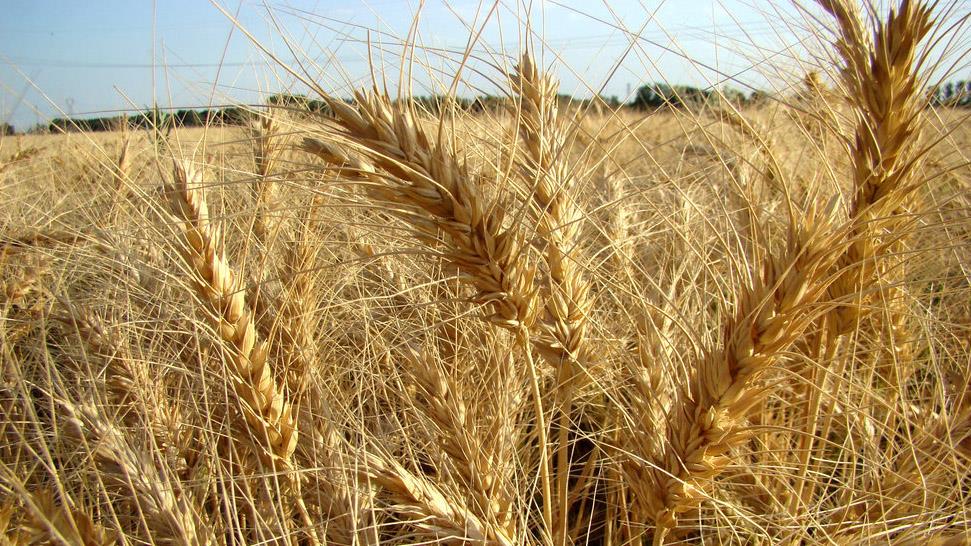  Gov’t Wheat Purchases Reach 8.8m Tons