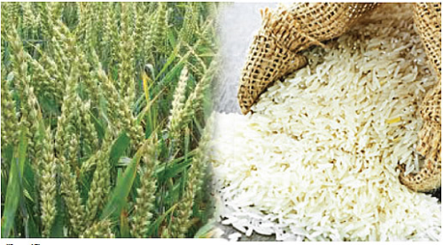 Iran to grow rice and wheat in Africa 