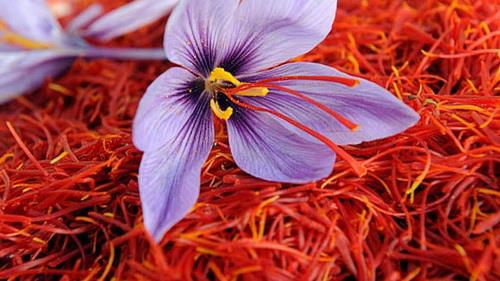  Iran aims to form leading brand for saffron