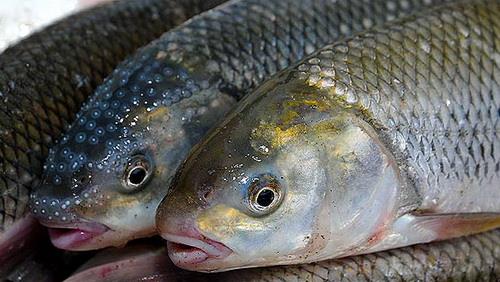  Iran ranks fourth in trout production in world