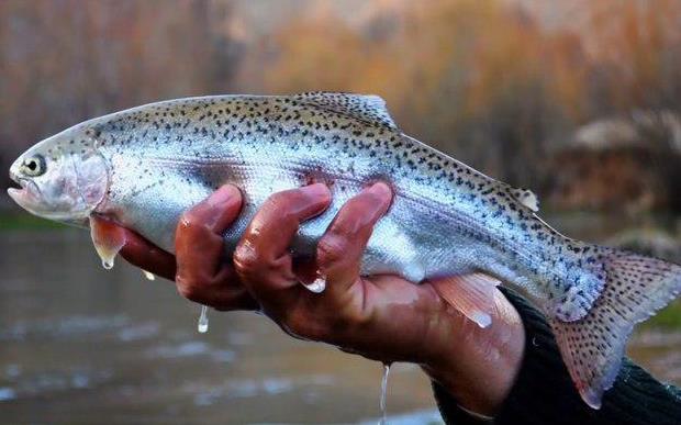  Significant rise in trout exports