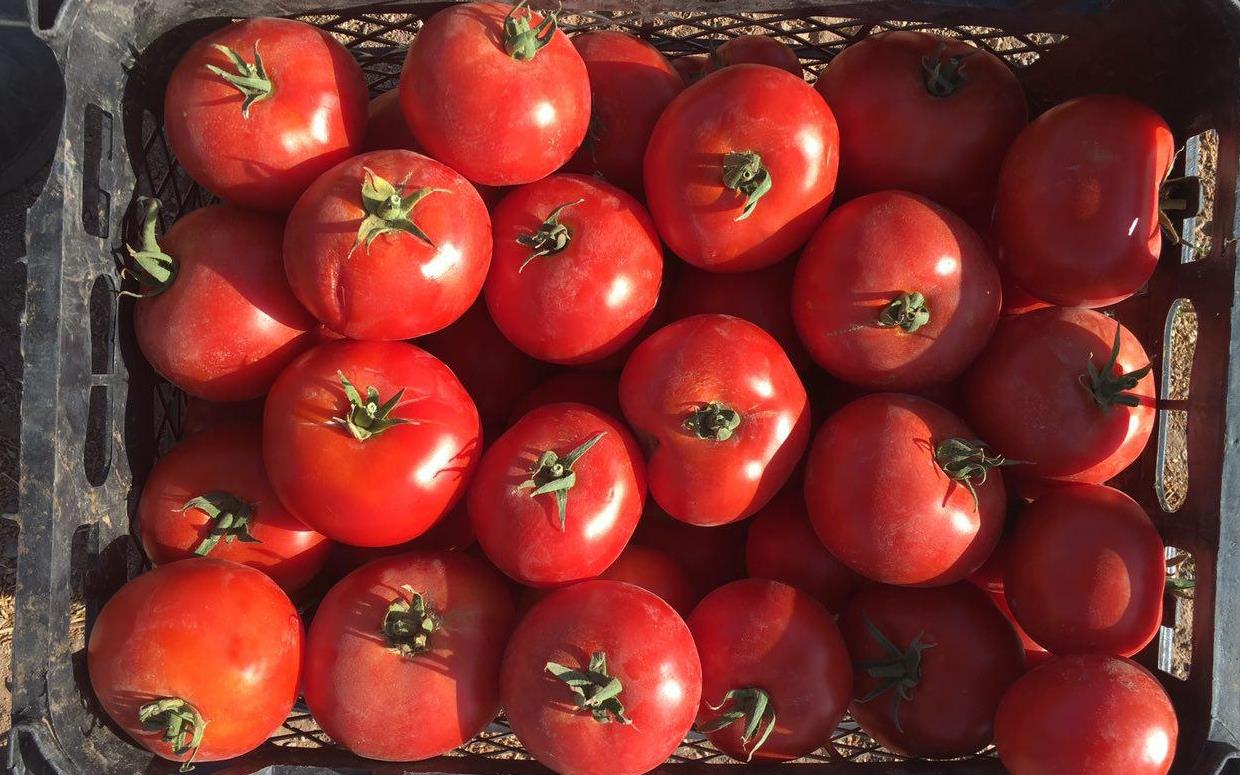 Iran tomato export from Bushehr to Qatar 